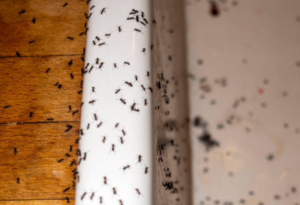 Best Wildlife Control Services  in Mount Vernon, WA